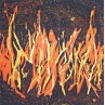Die vier Elemente - Feuer, 30 x 30 cm, Linoldruck